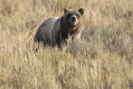 Backpacker Assaulted by Wild Animal in National Park Flown to Hospital