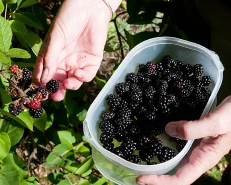 Wanted: Scrumptious Baked Goods to Utilize a Glut of House-Made Jam