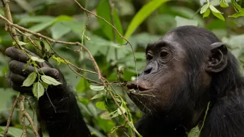 Chimpanzees Ingesting the Equivalent of an Alcoholic Beverage Per Day from Ripe Fruit, Investigation Finds