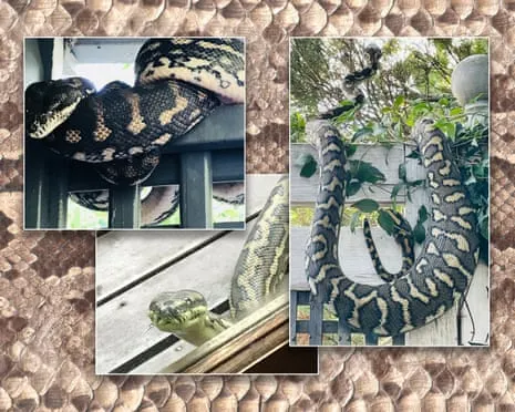 Embracing the Reptiles in the Roof: A Journey from Anxiety to Fascination